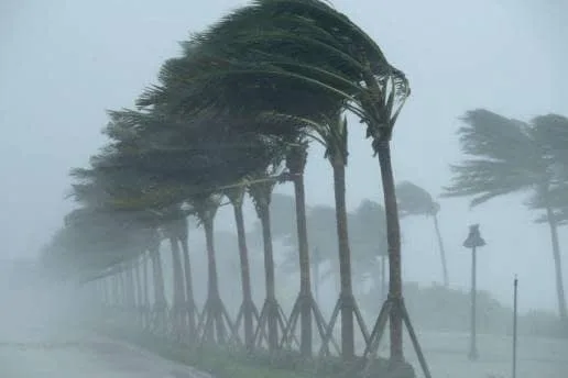 Palmeras en un paisaje ventoso, imagen del artículo sobre tormentas