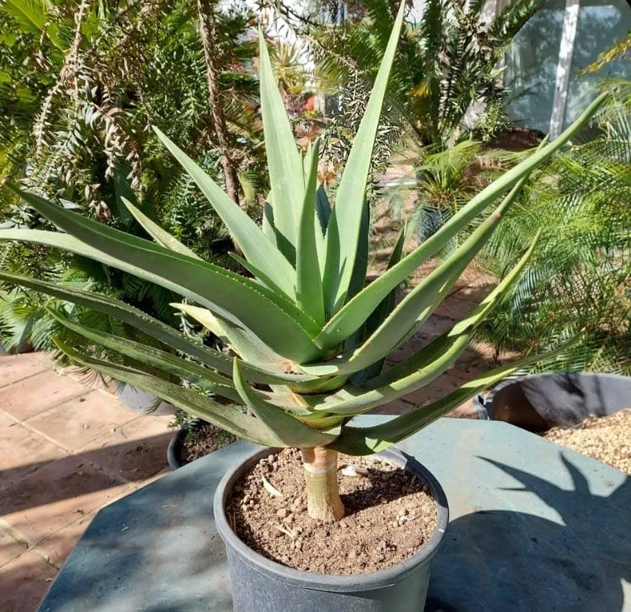 Aloe Hercules