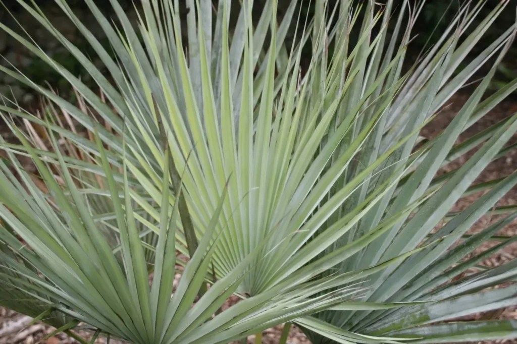Hojas De Brahea Armata