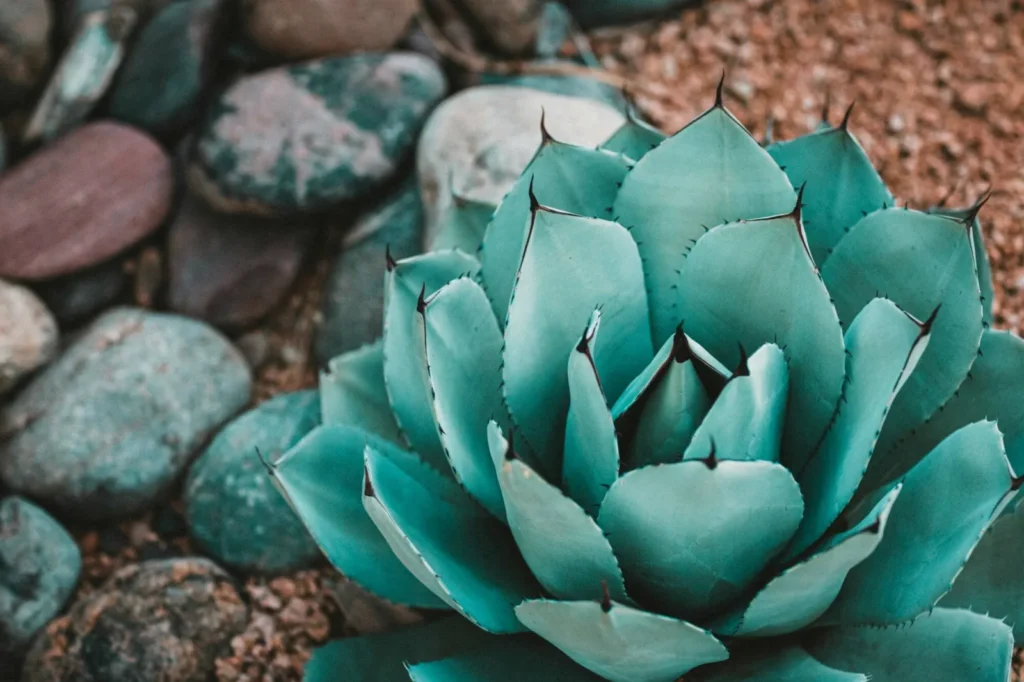 Una resistente y elegante planta de agave como las que hay en Naturpalm, que añade un toque de exotismo a cualquier jardín.