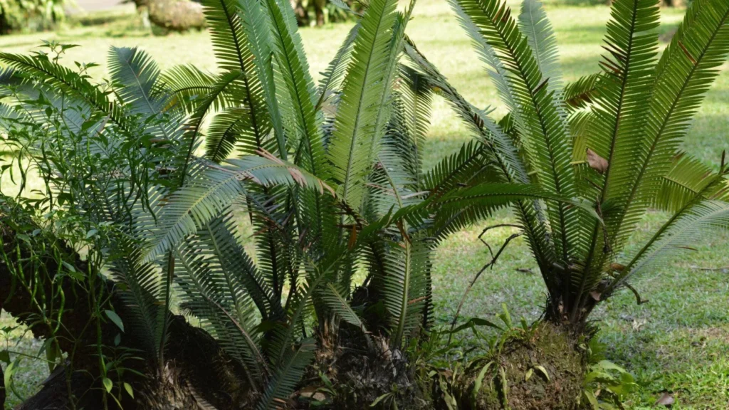 Naturpalm Venta De Cicadales En Tarragona 4