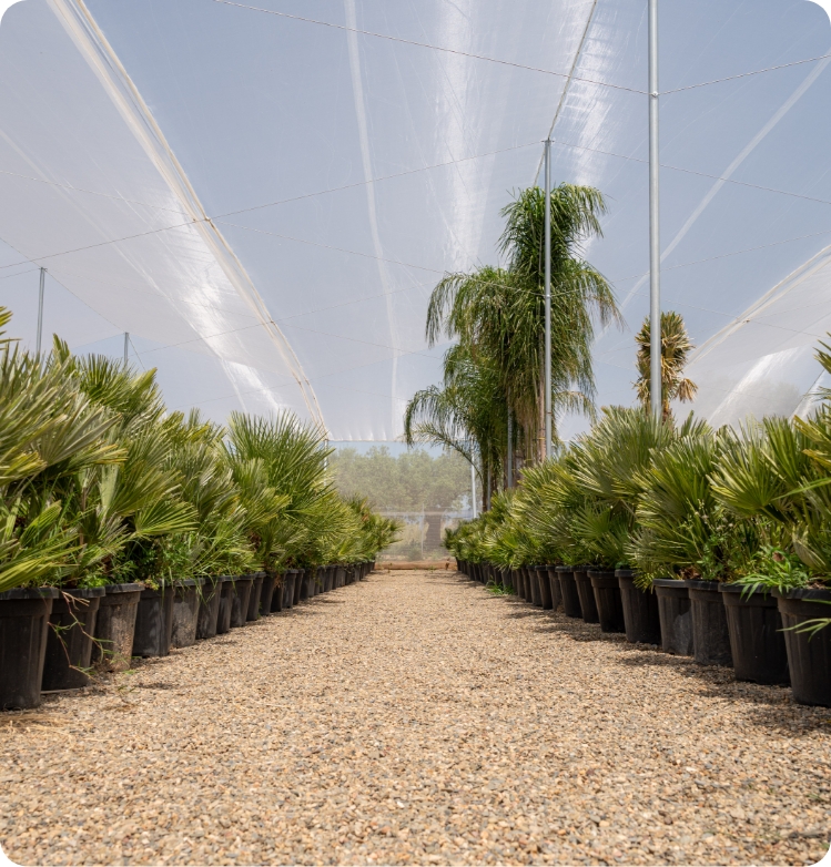 Palmeras en el vivero de Riudoms