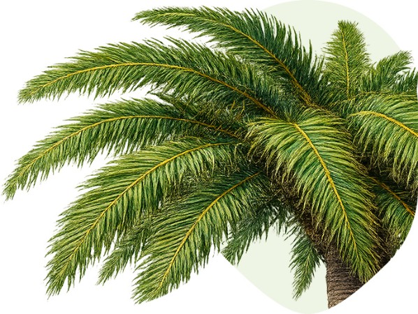 Palmera del vivero Naturpalm