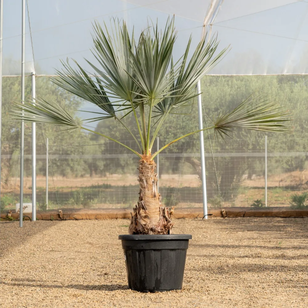 Palmera Brahea armata Super Silver adulta con tronco, cultivada en el vivero NaturPalm de Riudoms