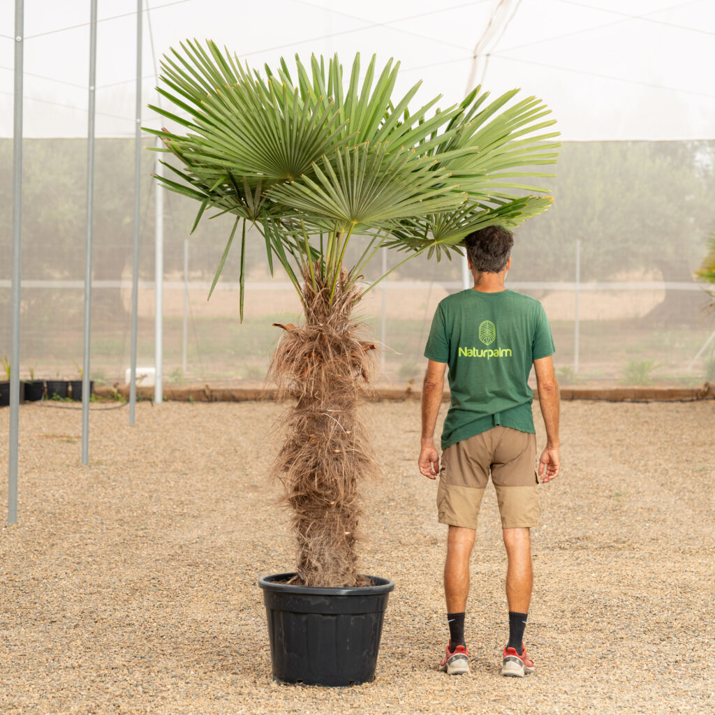 Trachycarpus Fortunei ejemplar adulto con tronco fibroso palmera de Chusan