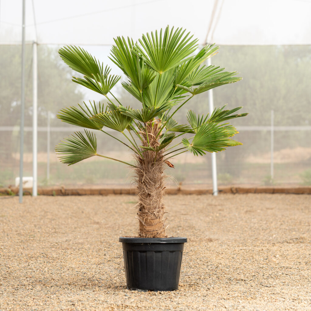 Trachycarpus Wagnerianus ejemplar con tronco fibroso cultivado en NaturPalm
