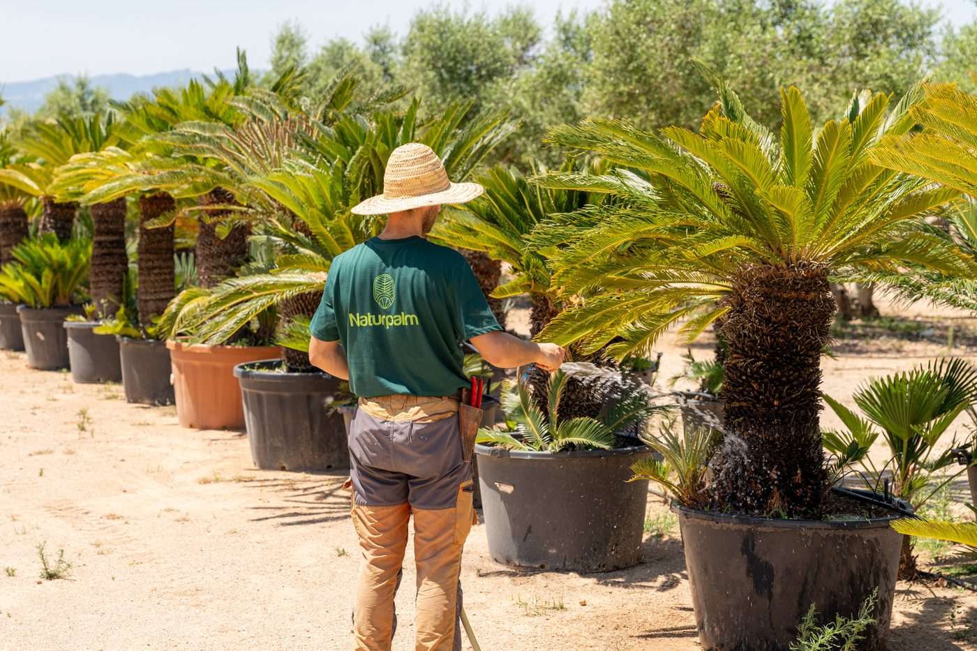 Vivero NaturPalm