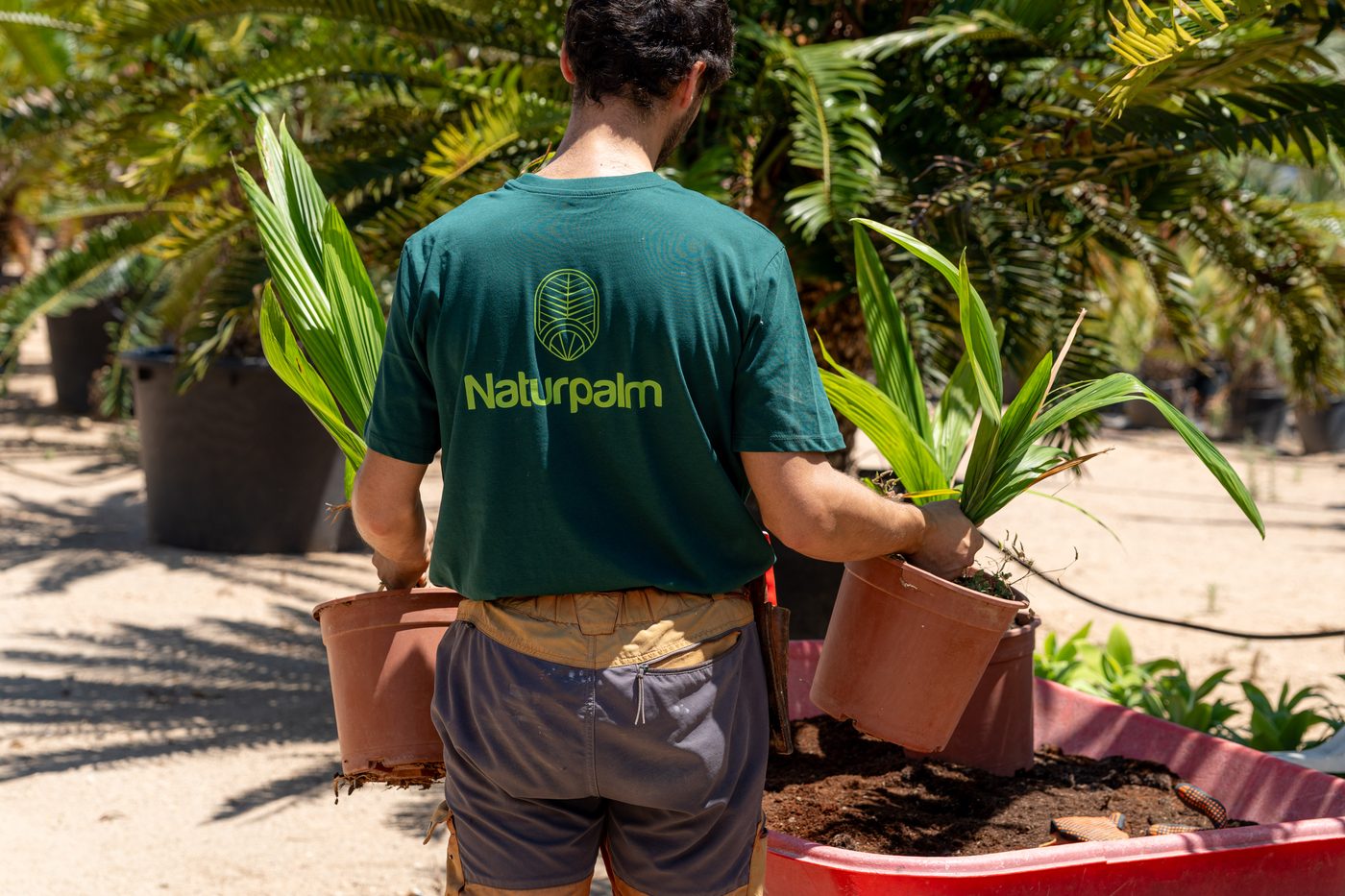 Vivero NaturPalm