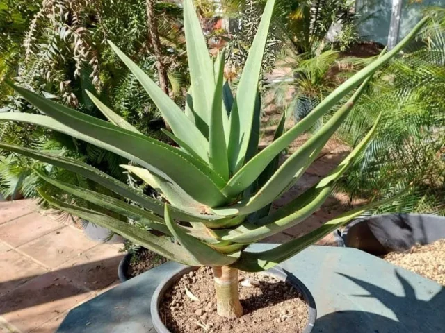 Aloe Hercules