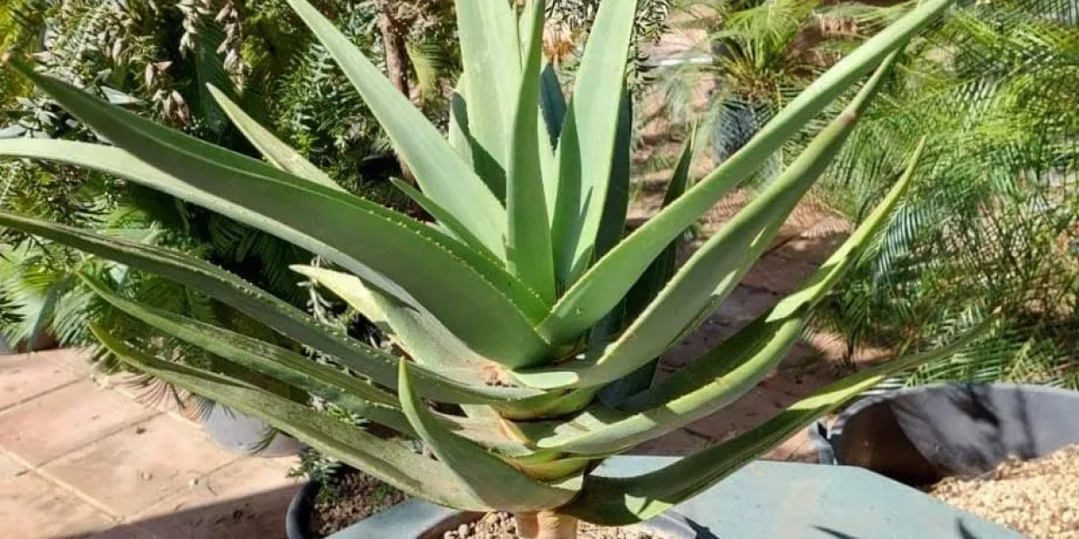 Aloe Hercules