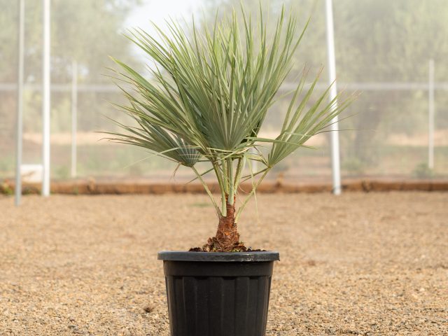 Brahea armata de vivero propio en Riudoms