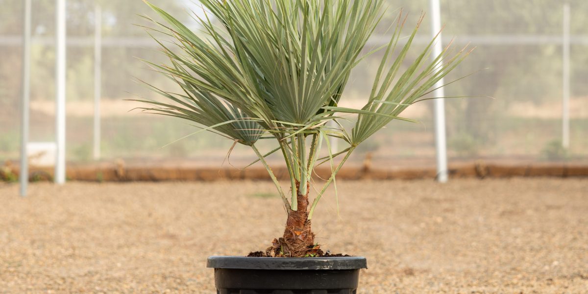Brahea armata de vivero propio en Riudoms