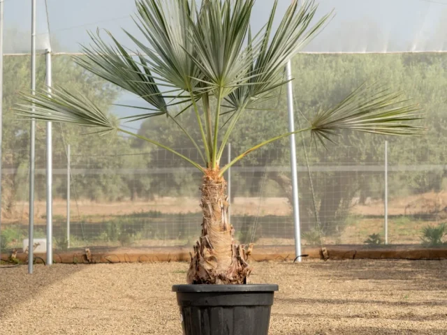 Palmera Brahea armata Super Silver adulta con tronco, cultivada en el vivero NaturPalm de Riudoms
