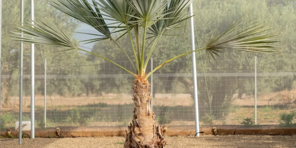 Palmera Brahea armata Super Silver adulta con tronco, cultivada en el vivero NaturPalm de Riudoms