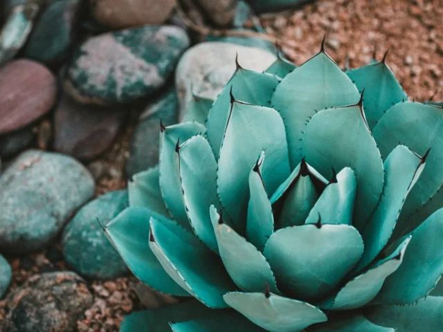 Una resistente y elegante planta de agave como las que hay en Naturpalm, que añade un toque de exotismo a cualquier jardín.