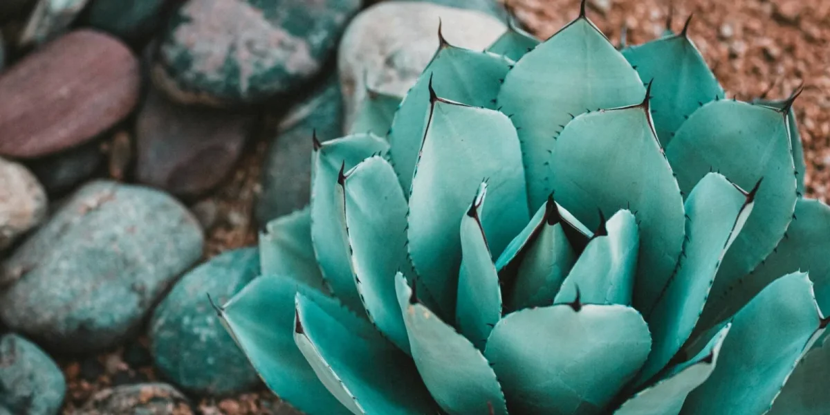 Una resistente y elegante planta de agave como las que hay en Naturpalm, que añade un toque de exotismo a cualquier jardín.