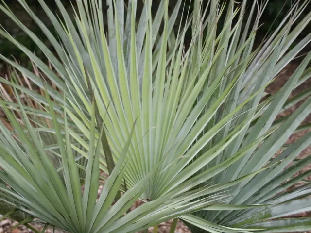 Hojas De Brahea Armata