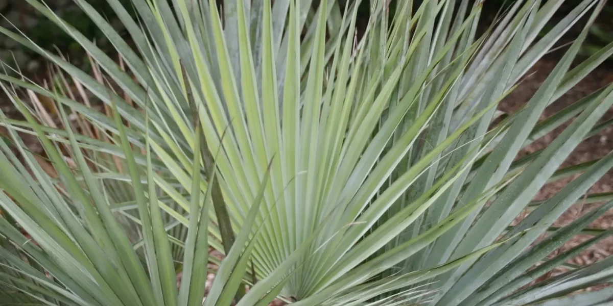 Hojas De Brahea Armata