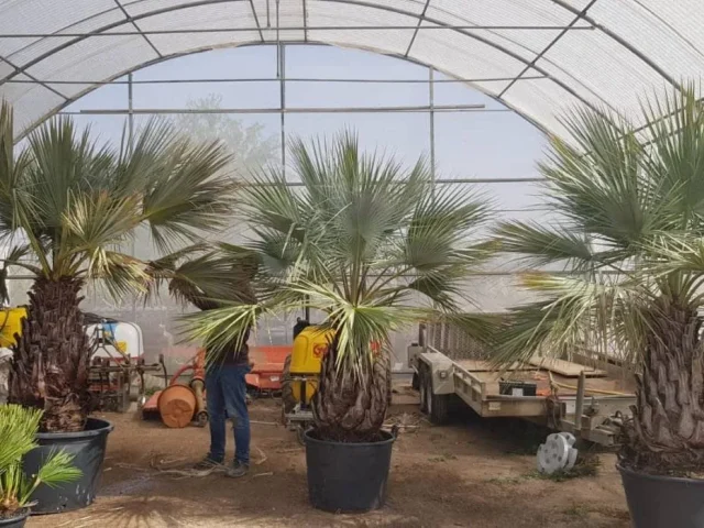 Ejemplares de Brahea armata en el vivero de Riudoms
