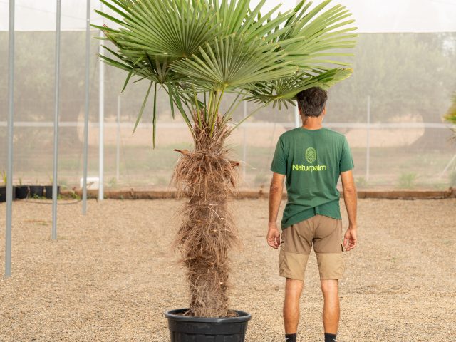 Trachycarpus Fortunei ejemplar adulto con tronco fibroso palmera de Chusan