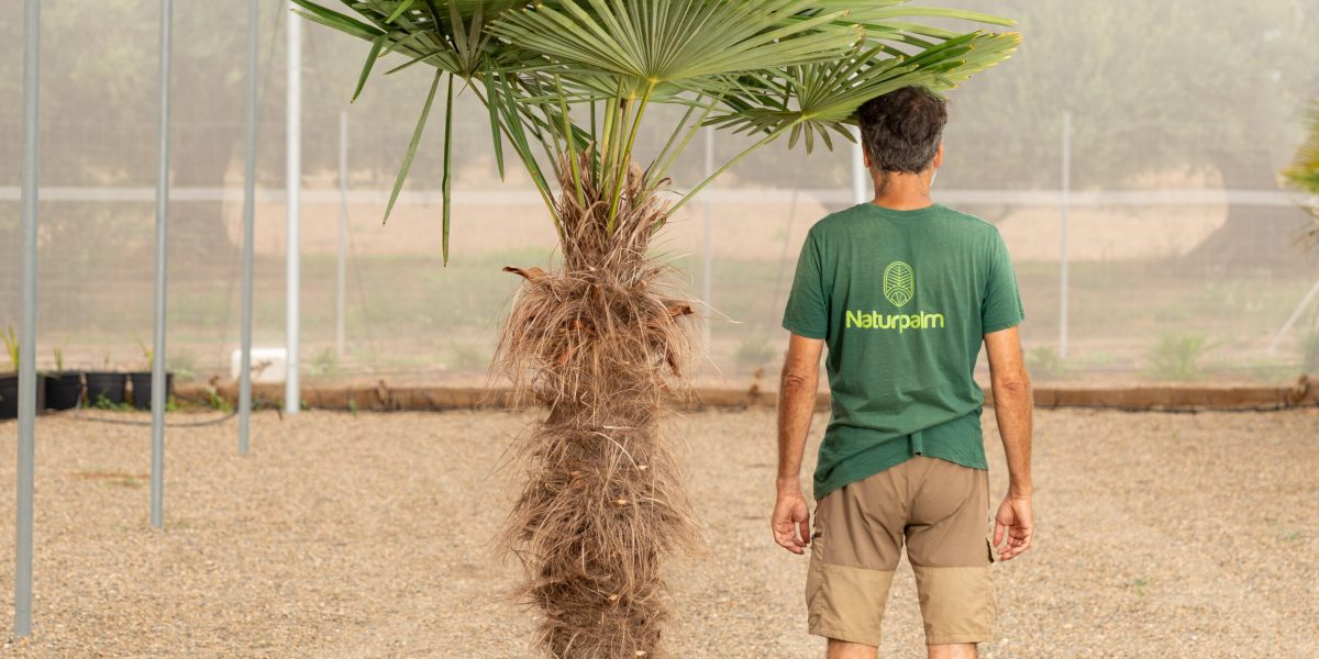 Trachycarpus Fortunei ejemplar adulto con tronco fibroso palmera de Chusan