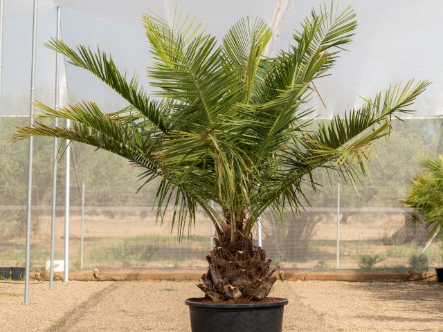 Jubaea Chilensis palma chilena ejemplar joven cultivado en NaturPalm