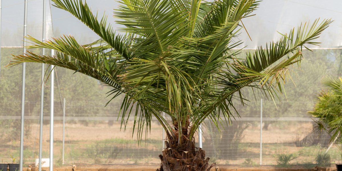 Jubaea Chilensis palma chilena ejemplar joven cultivado en NaturPalm