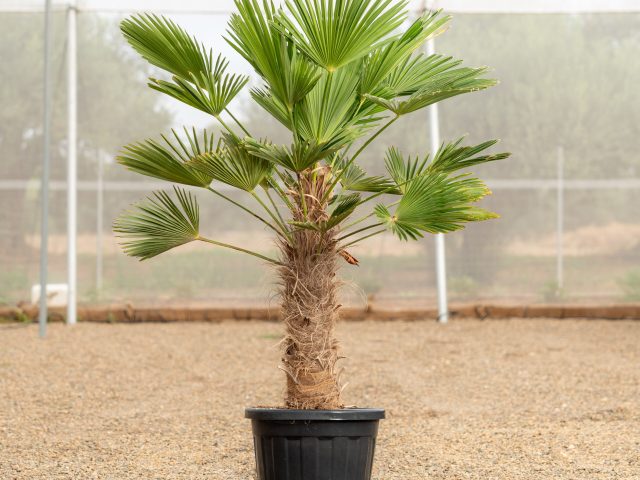 Trachycarpus Wagnerianus ejemplar con tronco fibroso cultivado en NaturPalm