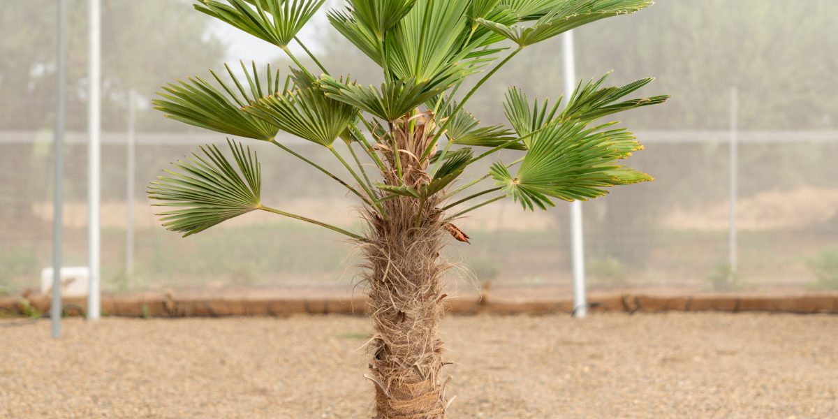 Trachycarpus Wagnerianus ejemplar con tronco fibroso cultivado en NaturPalm