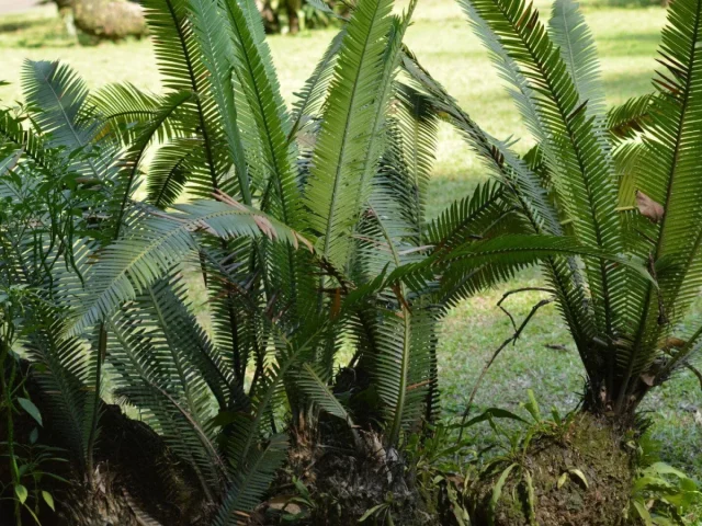 Naturpalm Venta De Cicadales En Tarragona 4