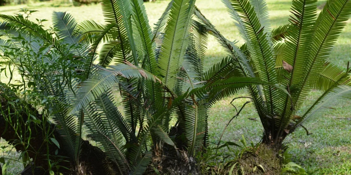 Naturpalm Venta De Cicadales En Tarragona 4