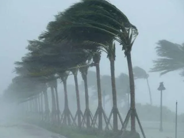 Palmeras en un paisaje ventoso, imagen del artículo sobre tormentas
