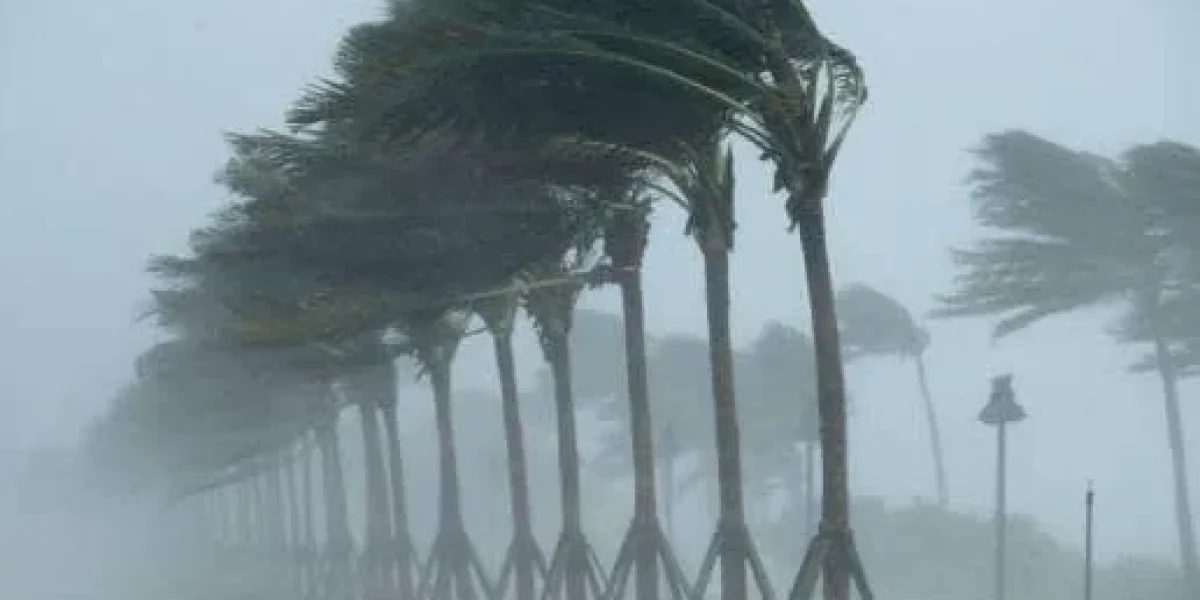 Palmeras en un paisaje ventoso, imagen del artículo sobre tormentas